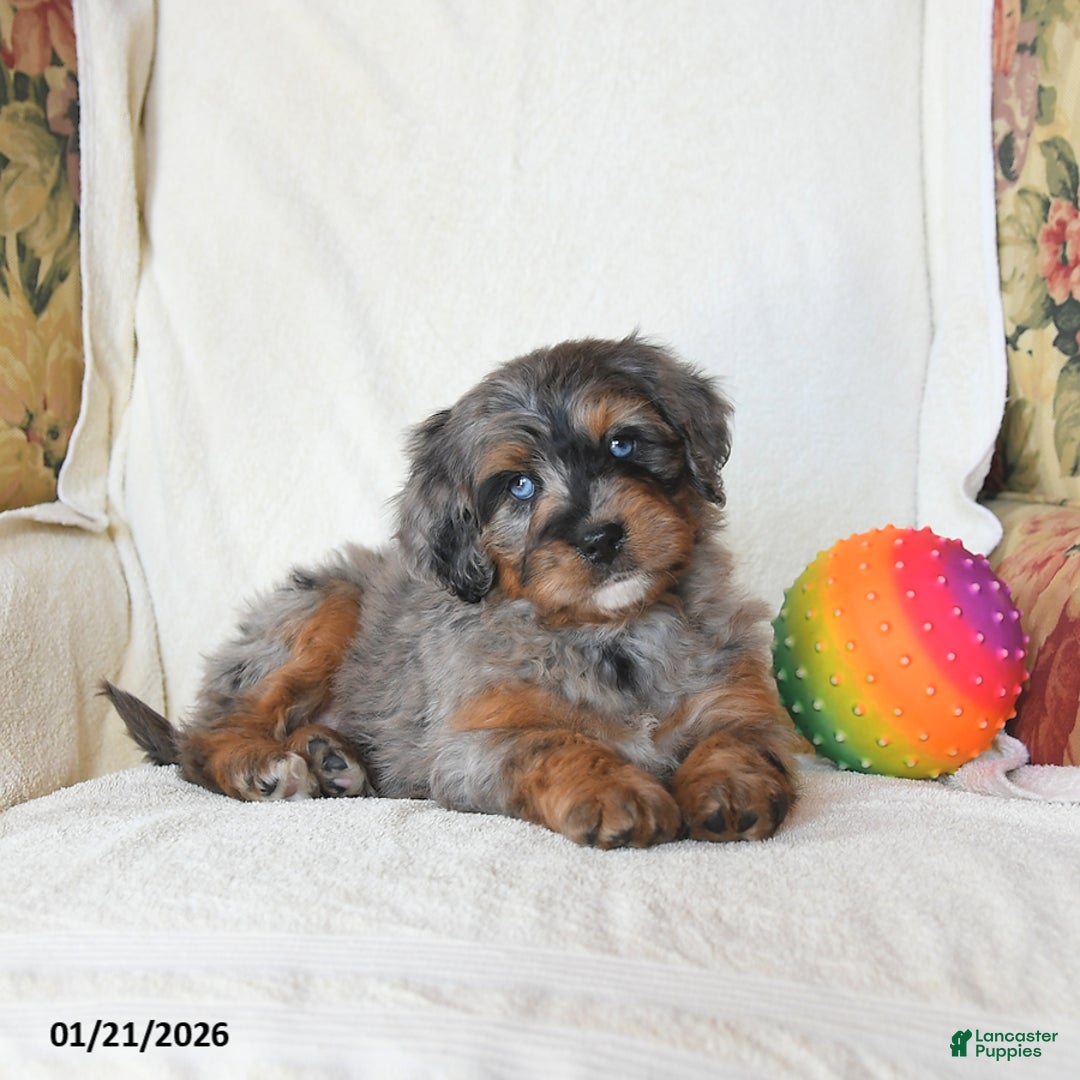 Mini Bernedoodle dogs for sale: Remy - Ad 4