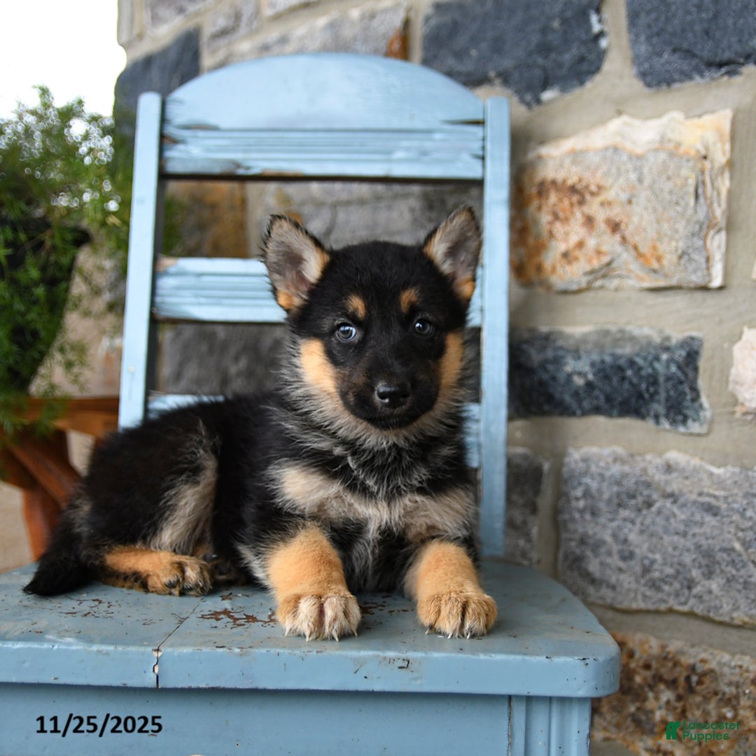 Gerberian Shepsky dogs for sale: Panda - Ad 3