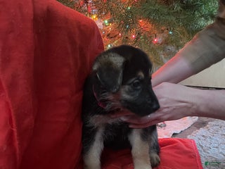 Mixed Breed dogs Mixed Breed Puppy 5 - Ad 5