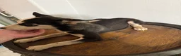Pitsky dogs for sale: Pitsky 3 - Ad 2