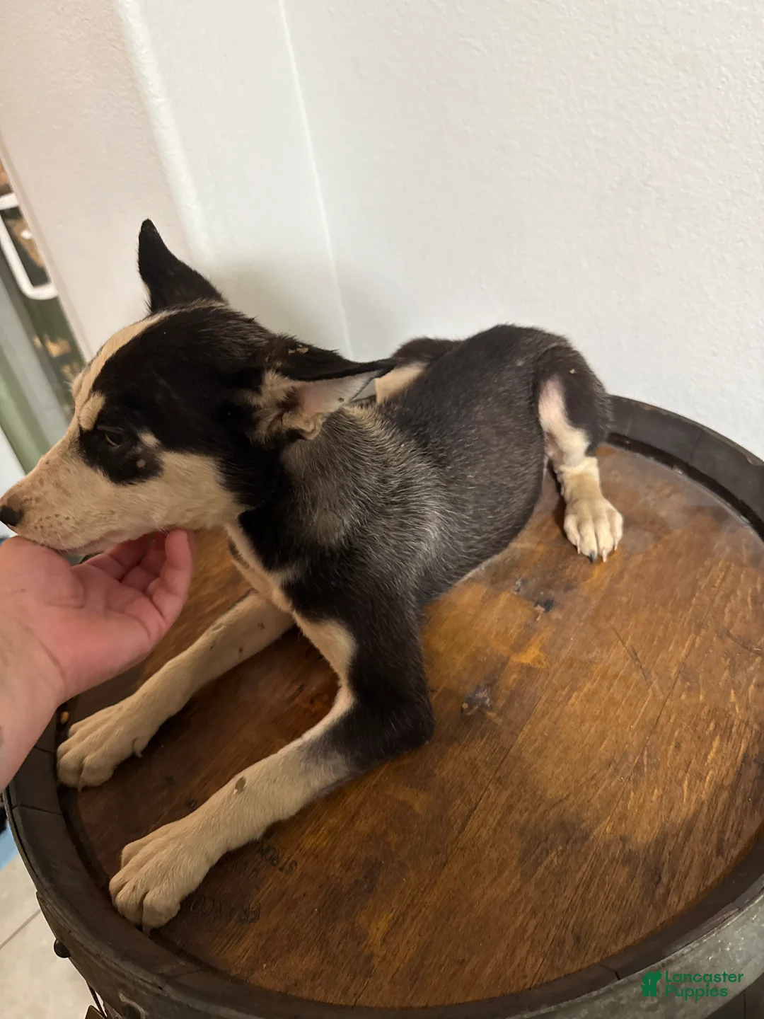 Pitsky dogs for sale: Pitsky 3 - Ad 2