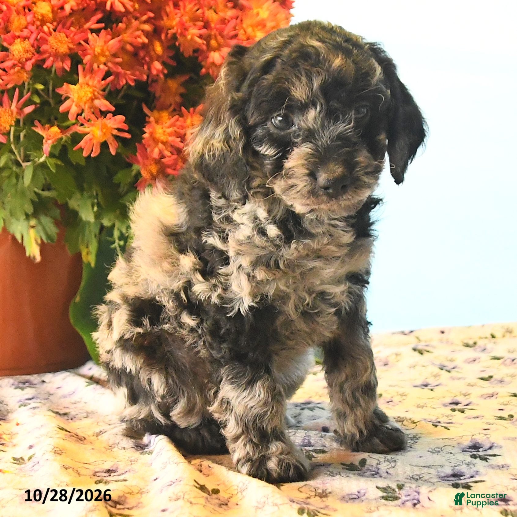 Cockapoo dogs for sale: Cruiser - Ad 2