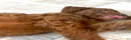 Goldendoodle dogs for sale: Goldendoodle 2 Finn - Ad 2