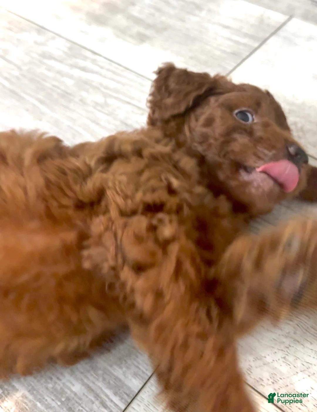 Goldendoodle dogs for sale: Goldendoodle 2 Finn - Ad 2