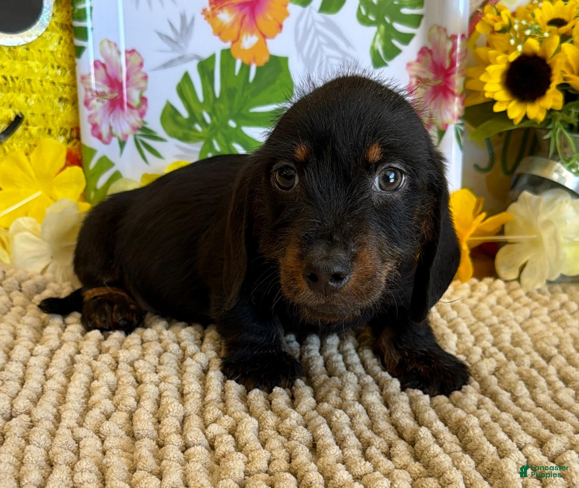 Dachshund dogs Rhett Wire - Ad 7