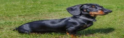 Miniature Dachshund dogs for sale: Delores - Ad 7