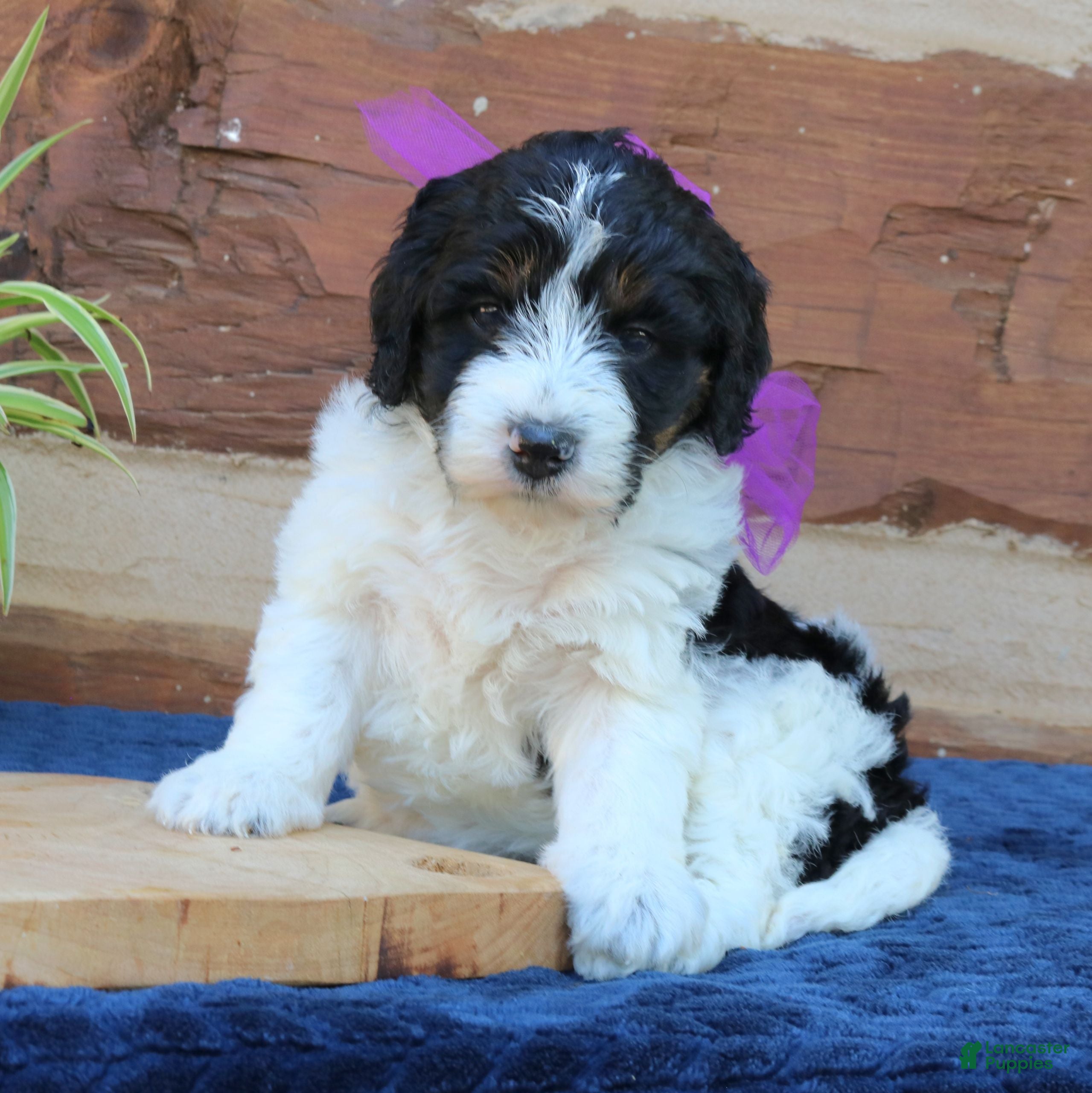 Mini Bernedoodle dogs Gemma  - Ad 1