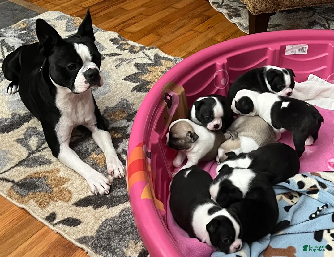 Boston Terrier dogs for sale: Boston Terrier 6 - Franklin - Ad 8