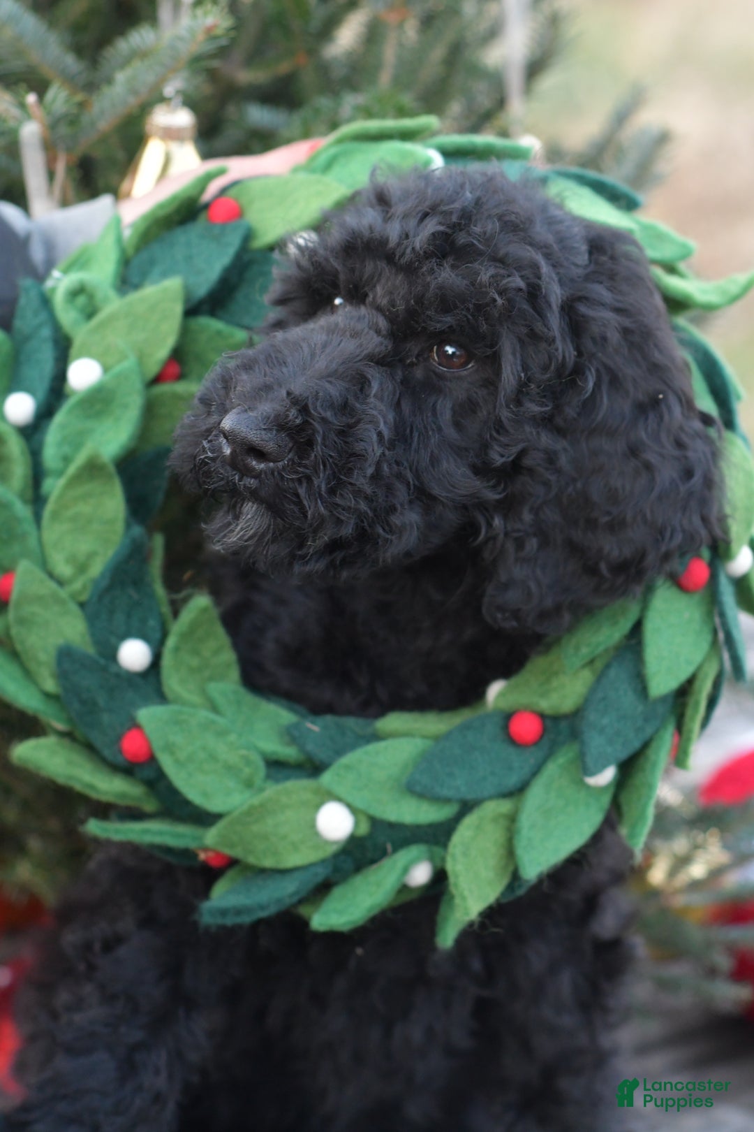 Standard Poodle dogs for sale: Clover - Ad 13