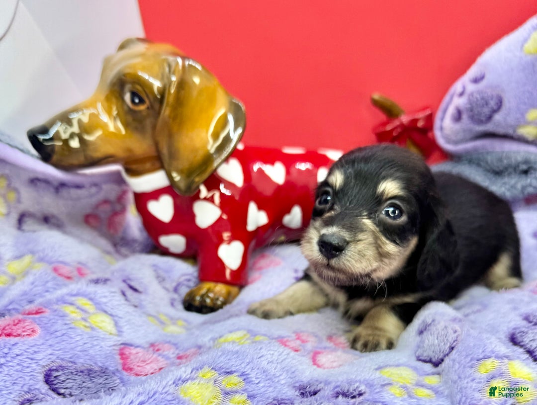 Miniature Dachshund dogs for sale: Black and cream - Ad 2