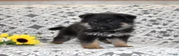 German Shepherd dogs for sale: Axel - Ad 13