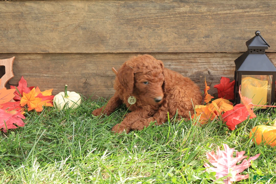 Standard Poodle dogs for sale: David - Ad 2