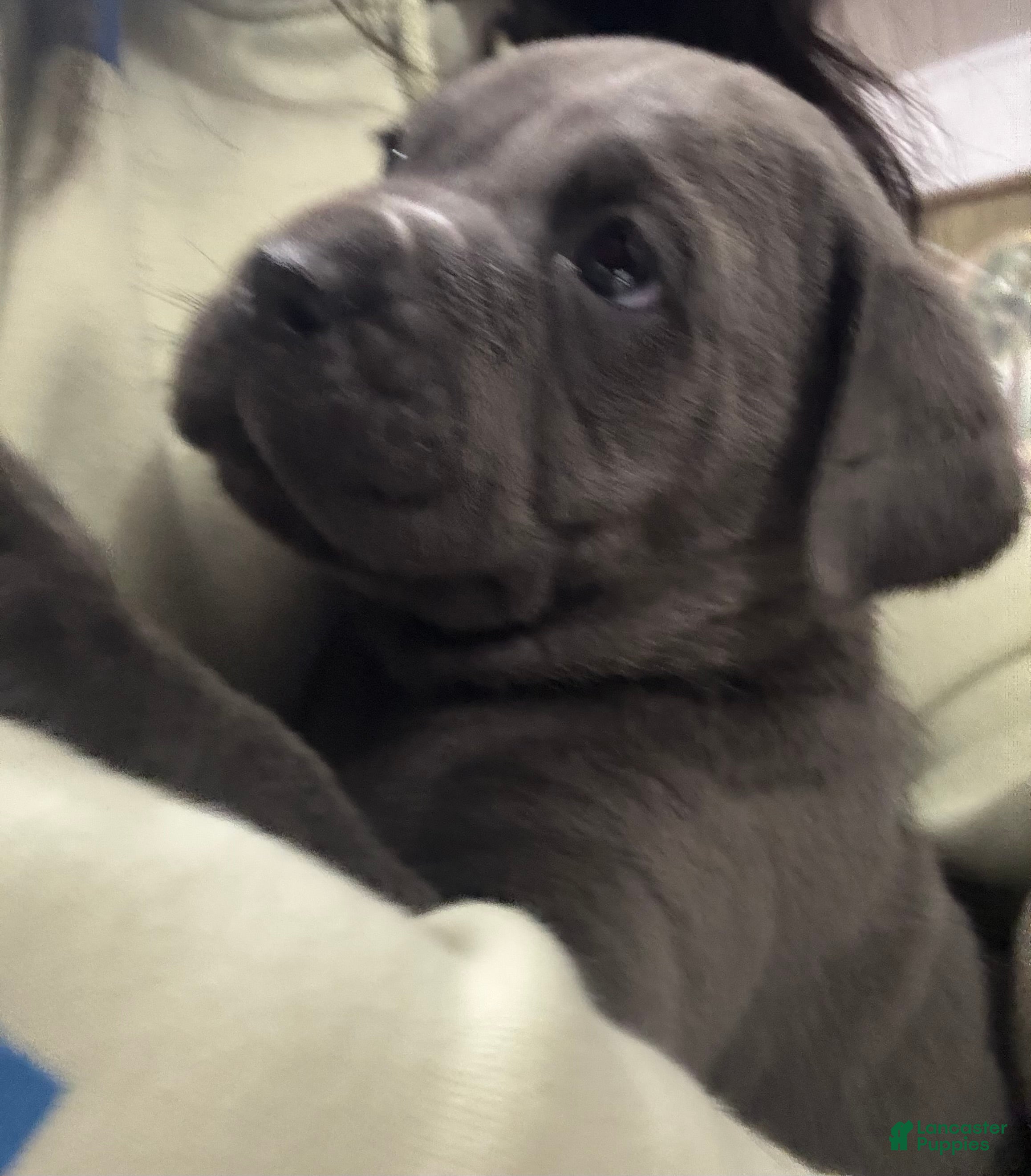 Cane Corso dogs Neeko - Ad 17