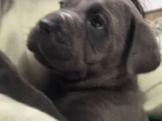 Cane Corso dogs Neeko - Ad 17