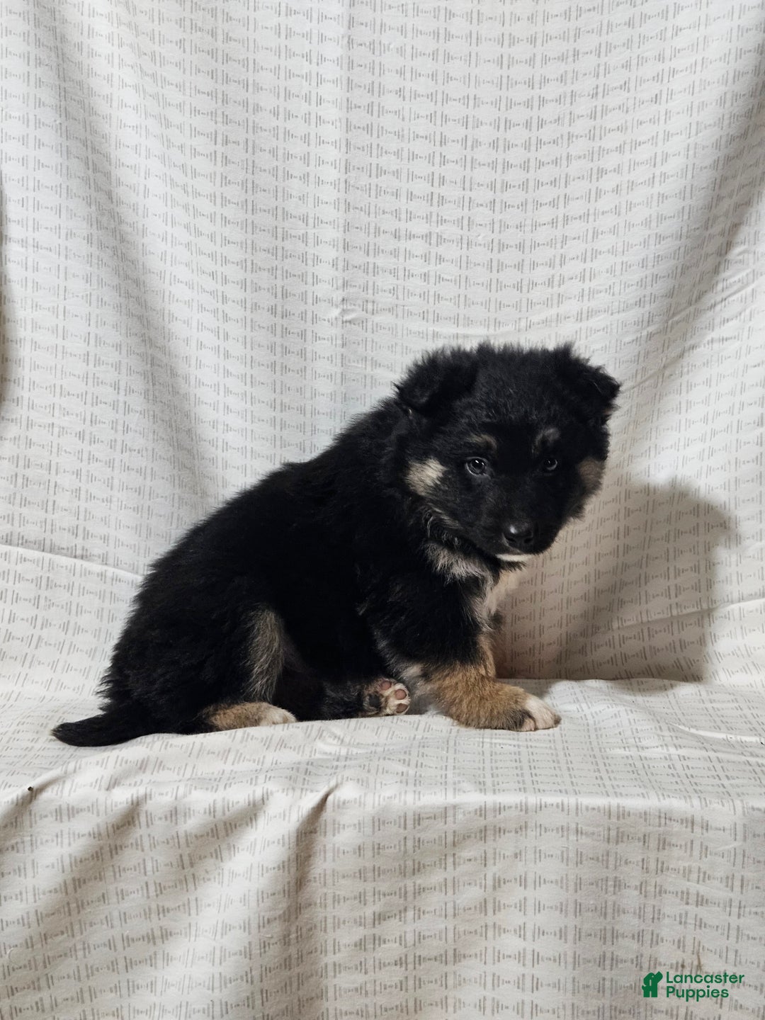 Mixed Breed dogs for sale: Brady - Ad 4