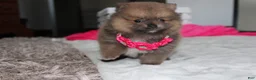 Pomeranian dogs for sale: Zara - Ad 6