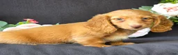 Miniature Dachshund dogs for sale: Dixon - Ad 5