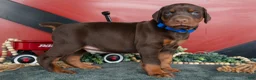 Doberman Pinscher dogs for sale: Rex - Ad 1