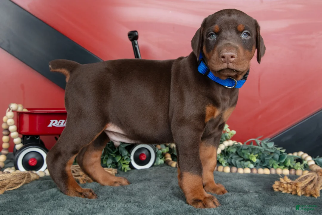 Doberman Pinscher dogs for sale: Rex - Ad 1
