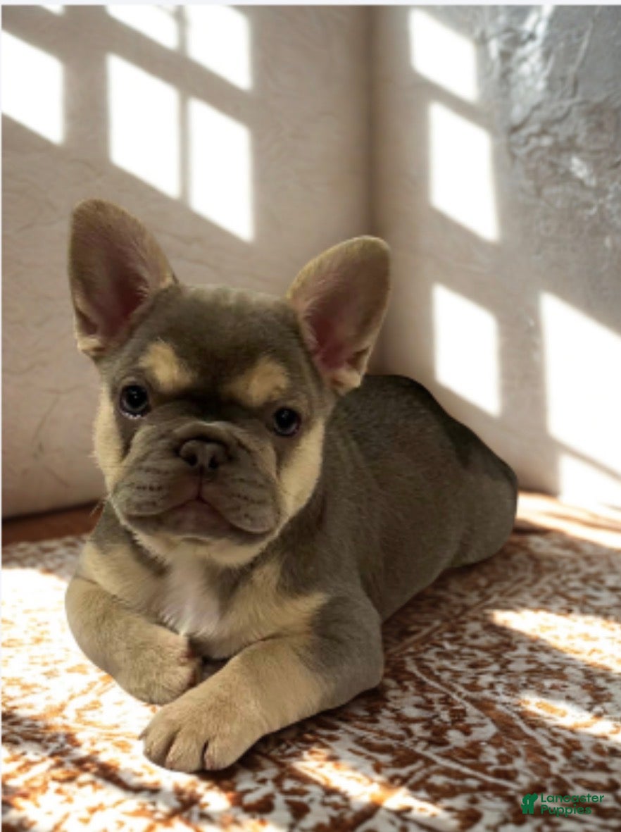 French Bulldog dogs DOLCE *FLUFFY and PINK CARRIER* - Ad 2