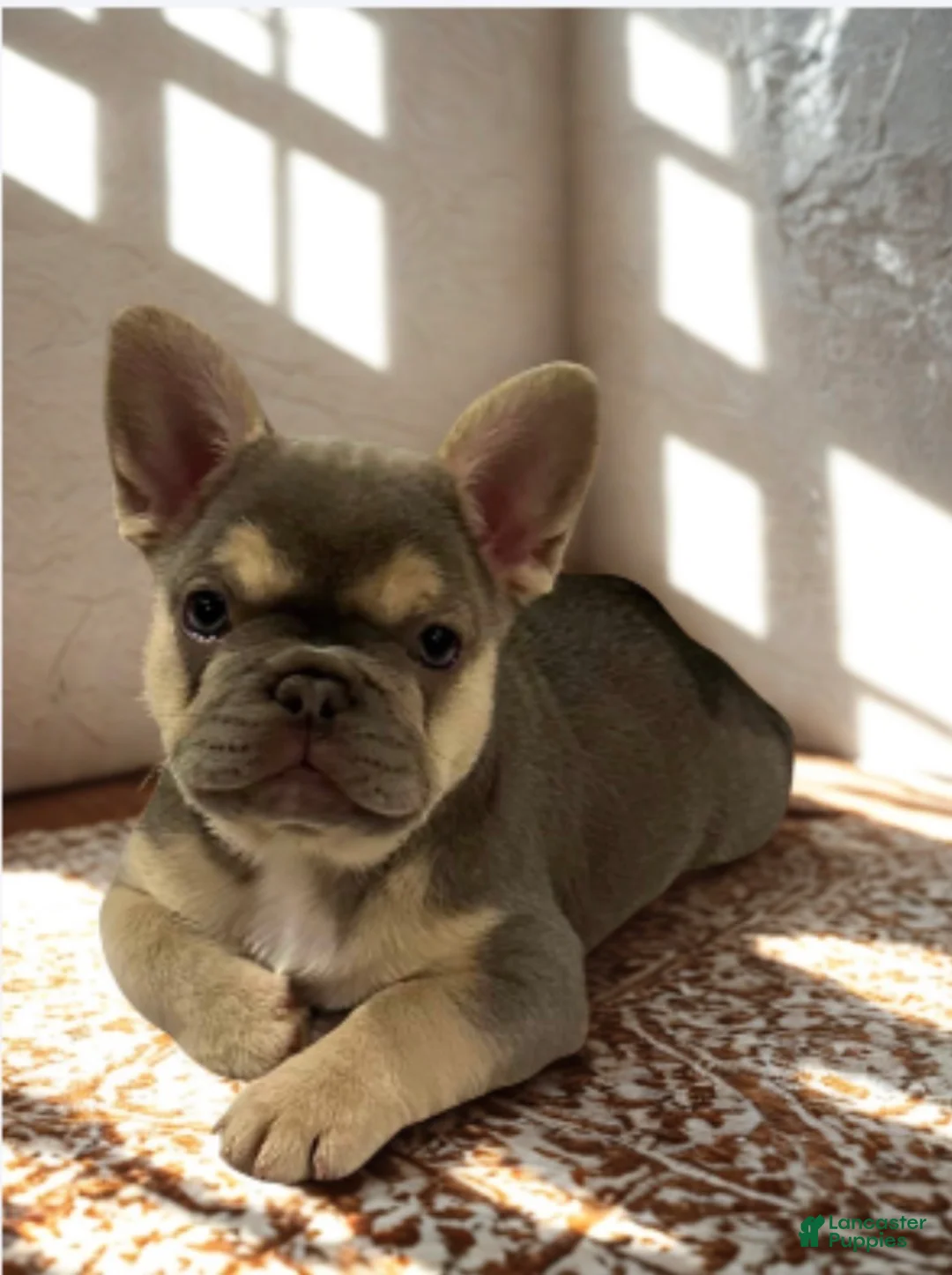 French Bulldog dogs for sale: DOLCE *FLUFFY and PINK CARRIER* - Ad 2