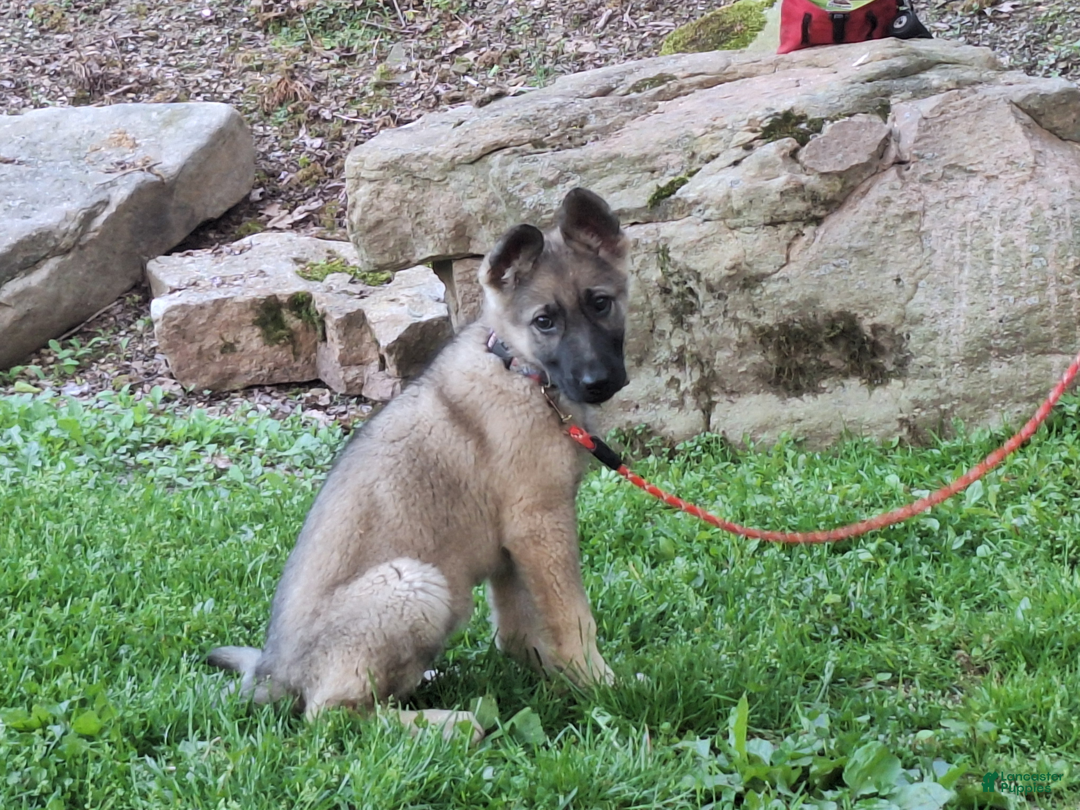 German Shepherd dogs Zayla - Ad 1