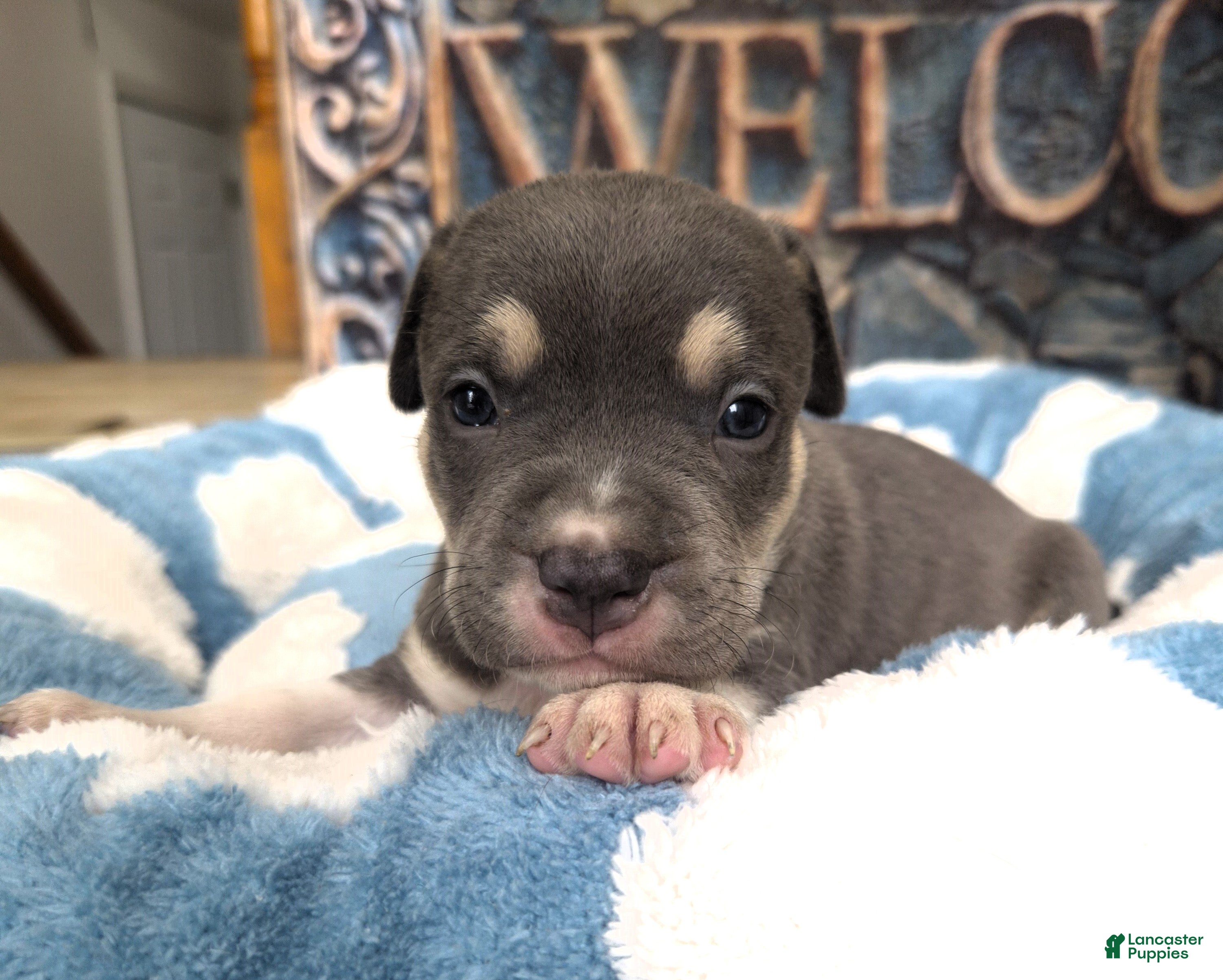 American Bully dogs "MICHAEL JACKSON" / BLUE TRI COLOR - Ad 29