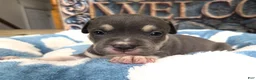 American Bully dogs for sale: "MICHAEL JACKSON" / BLUE TRI COLOR - Ad 1