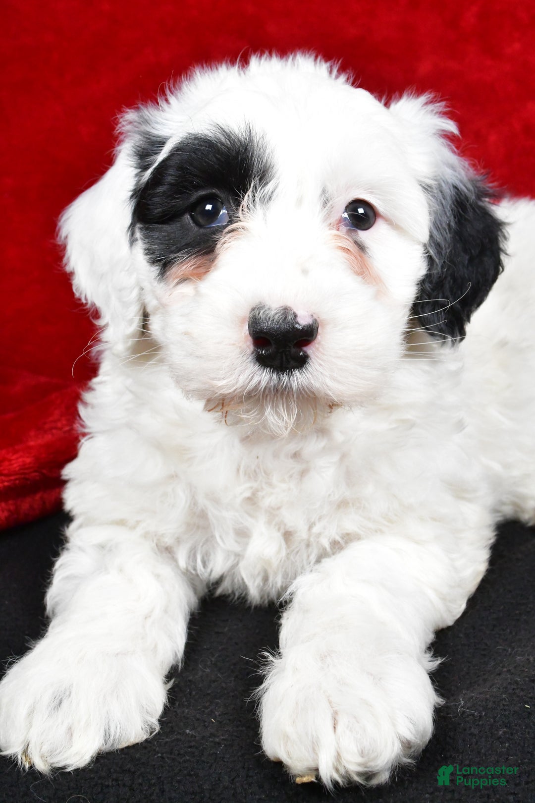 Mixed Breed dogs for sale: Sarah - Ad 6