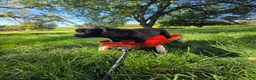 Mixed Breed dogs for sale: Mixed Breed 5 - Ad 1