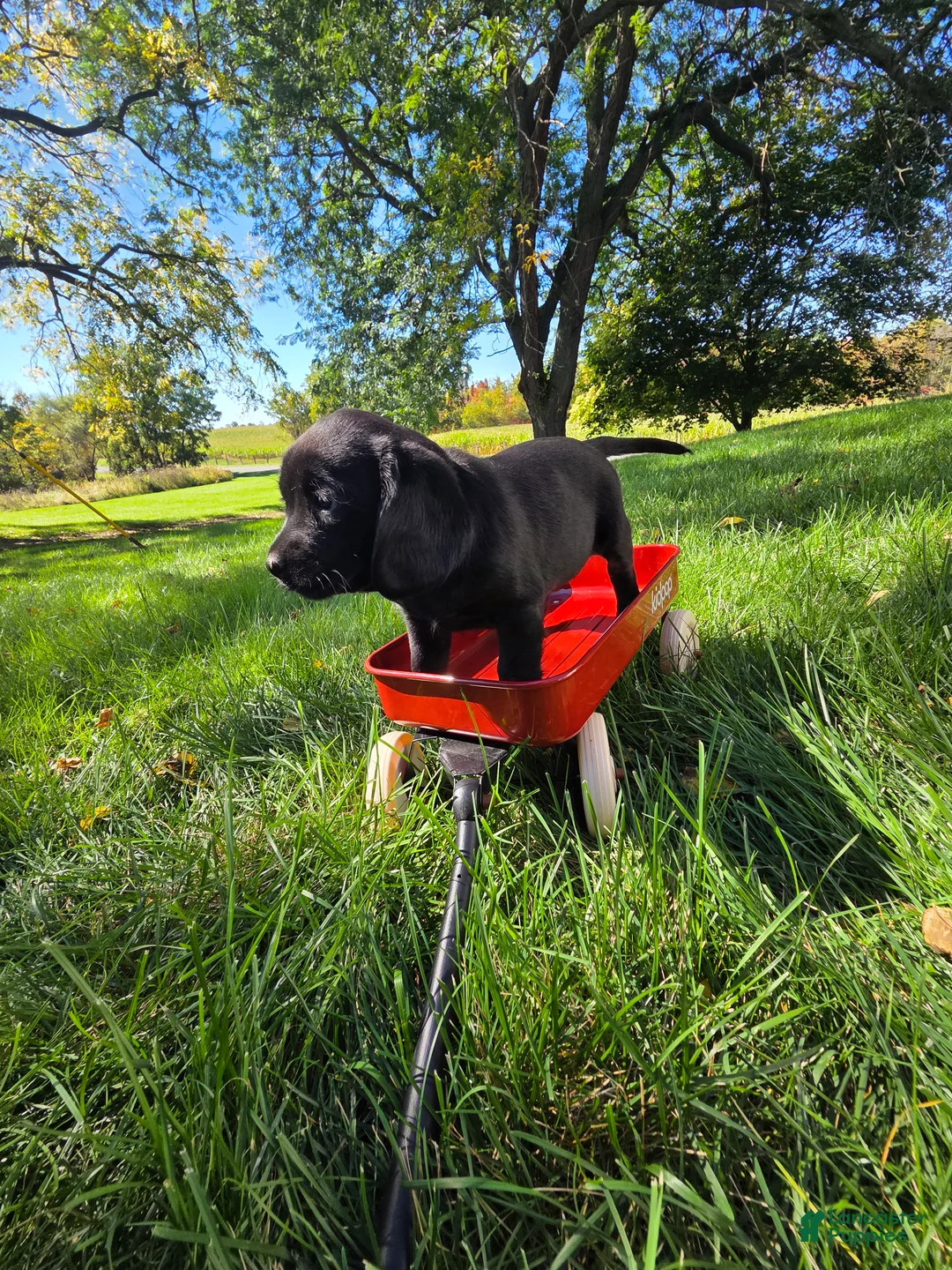 Mixed Breed dogs for sale: Mixed Breed 5 - Ad 1