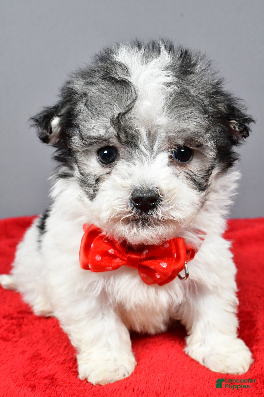 Havanese dogs for sale: Chestnut - Ad 8