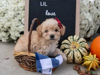 Mixed Breed dogs Ayla - Ad 2