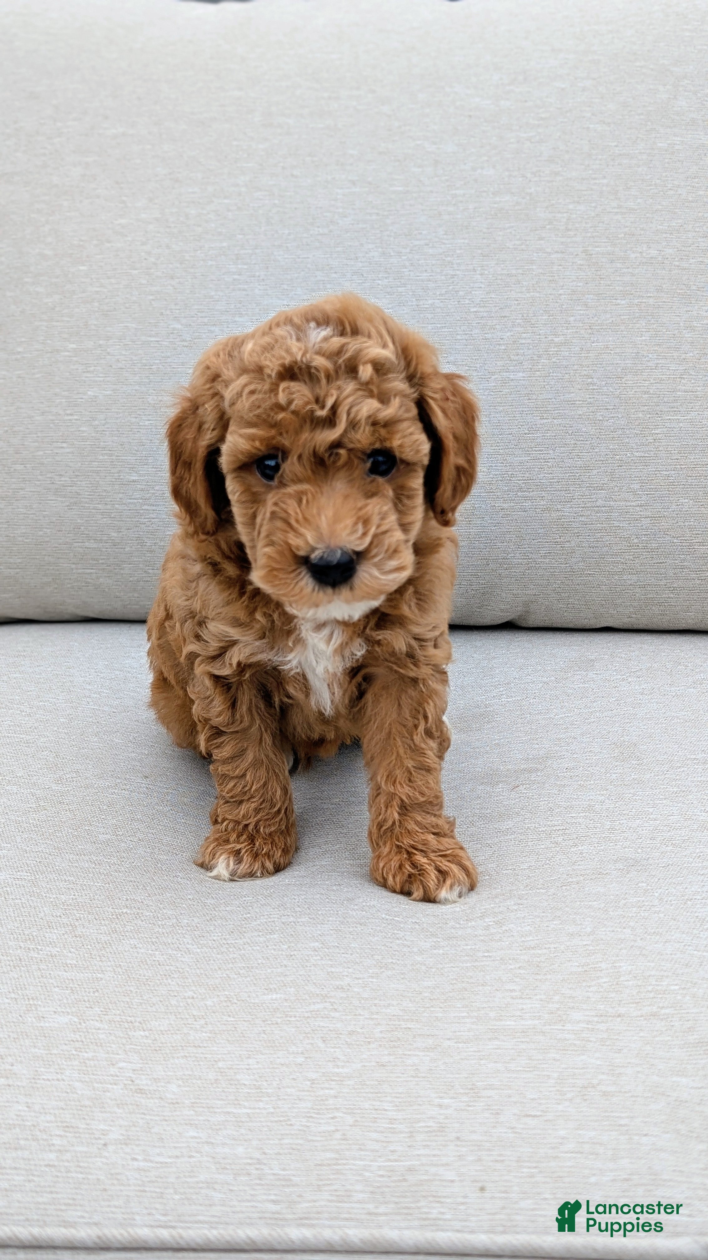 Mini Goldendoodle dogs Milo - Ad 2