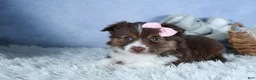 Miniature Australian Shepherd dogs for sale: ELLIE - Ad 25