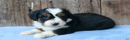Aussiedoodle dogs for sale: Kadin - Ad 4