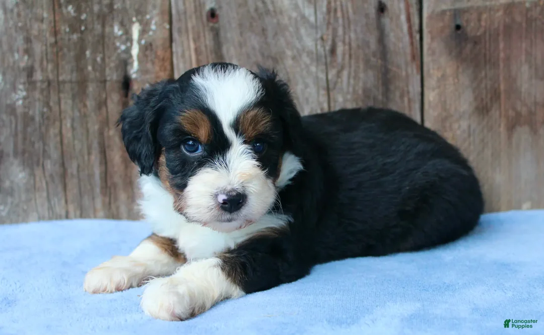 Aussiedoodle dogs for sale: Kadin - Ad 4