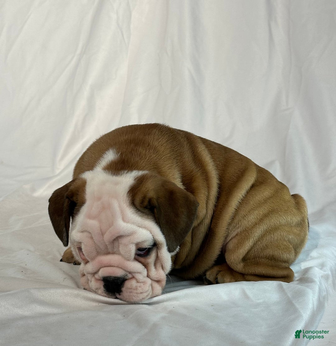 English Bulldog dogs for sale: Rambo - Ad 2