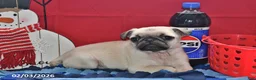 Pug dogs for sale: Donald - Ad 3