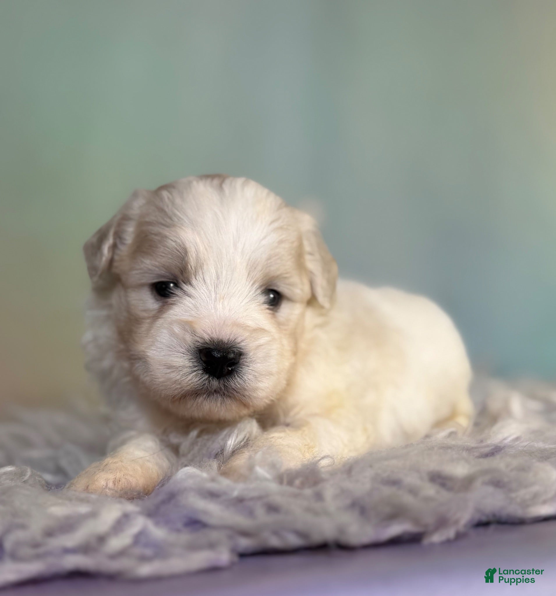 Schnoodle dogs Pongo - Ad 2