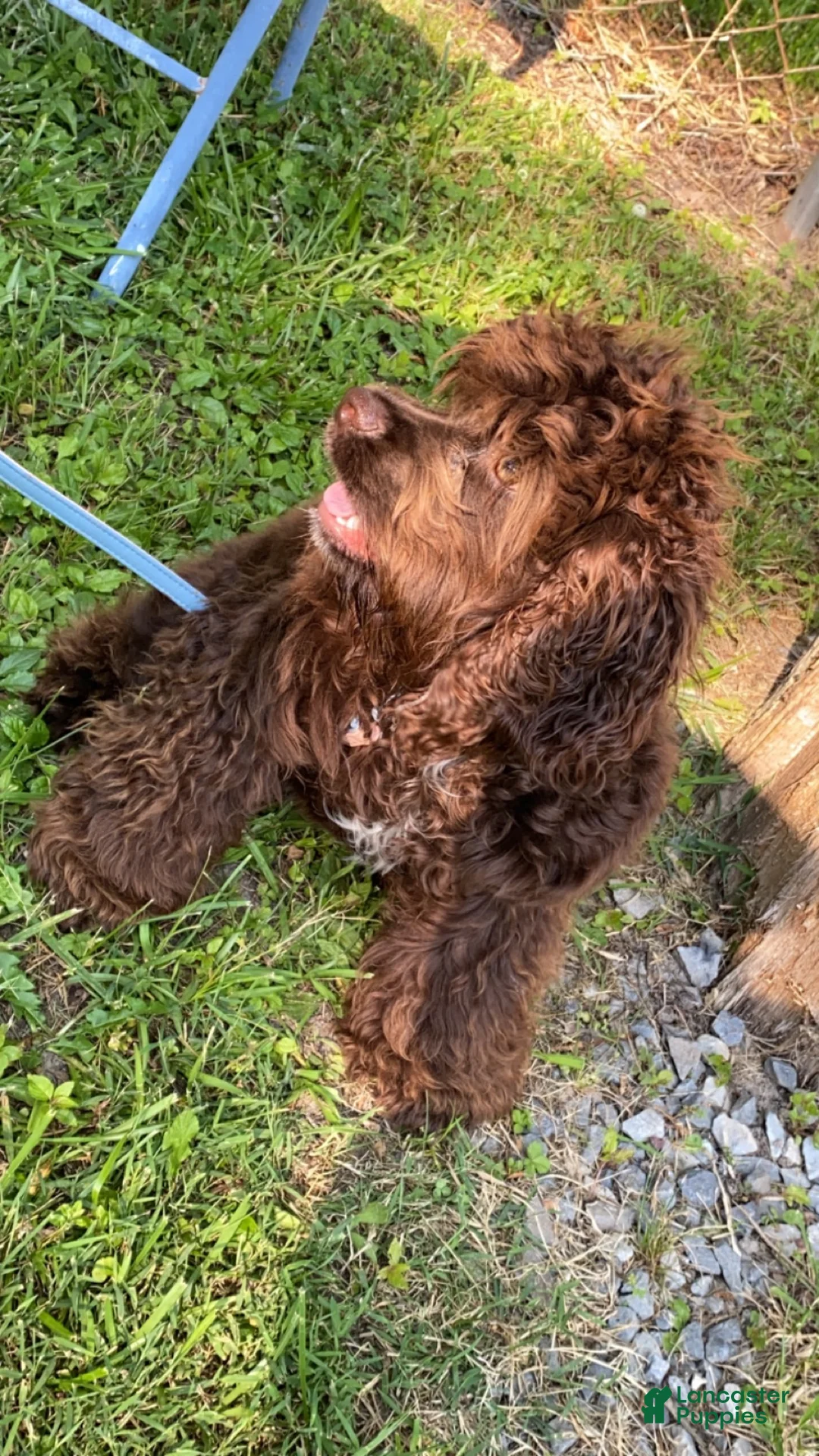 Cocker Spaniel dogs for sale: Chungus - Ad 5
