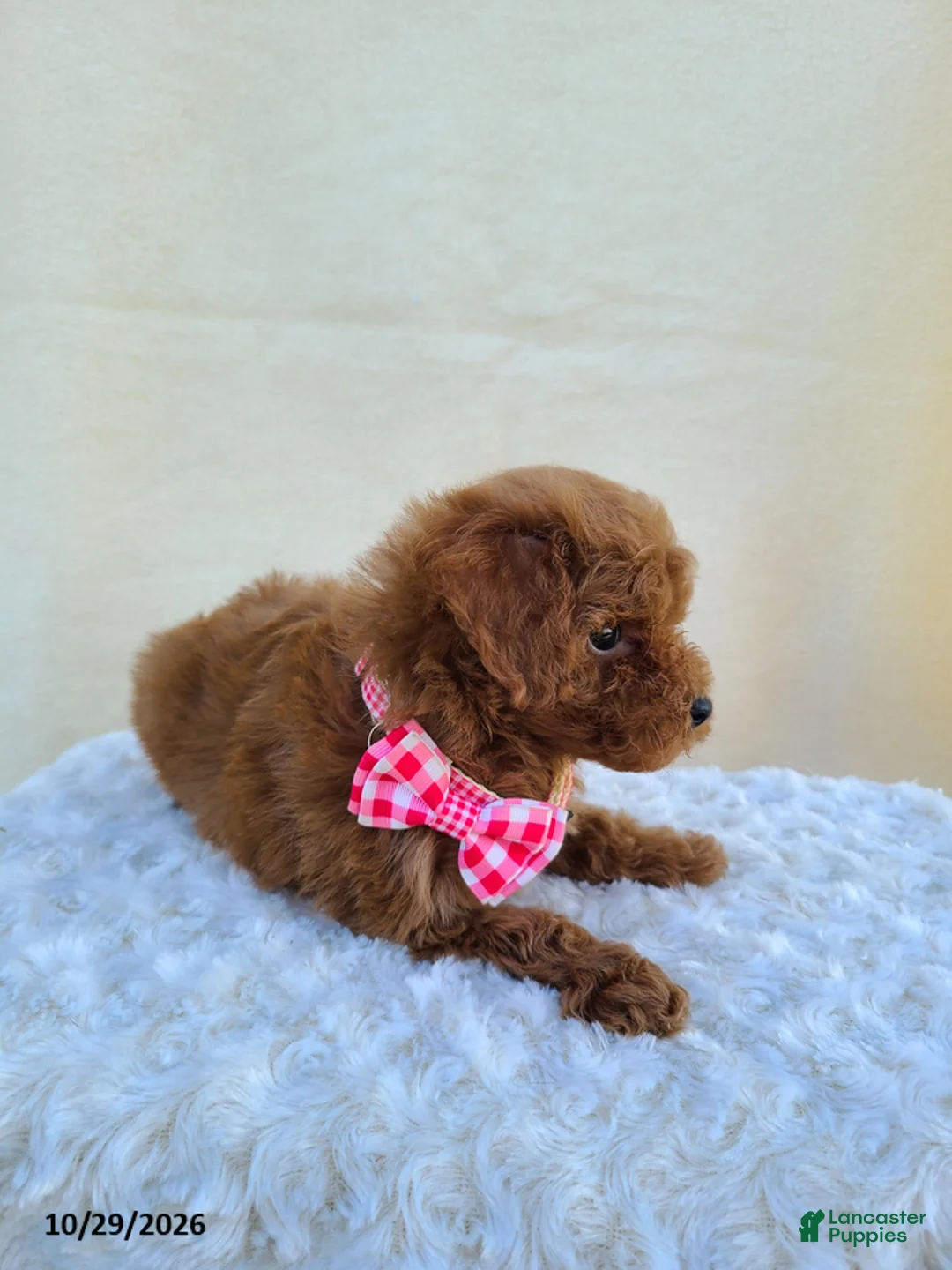 Miniature Poodle dogs for sale: Glenna - Ad 5