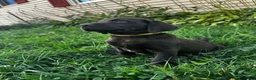 Labrador Retriever dogs for sale: Summer - Ad 7