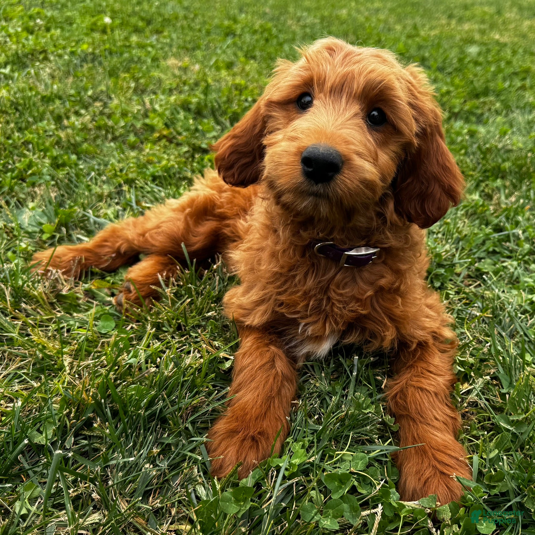 Mixed Breed dogs for sale: Cinnamon - Ad 1