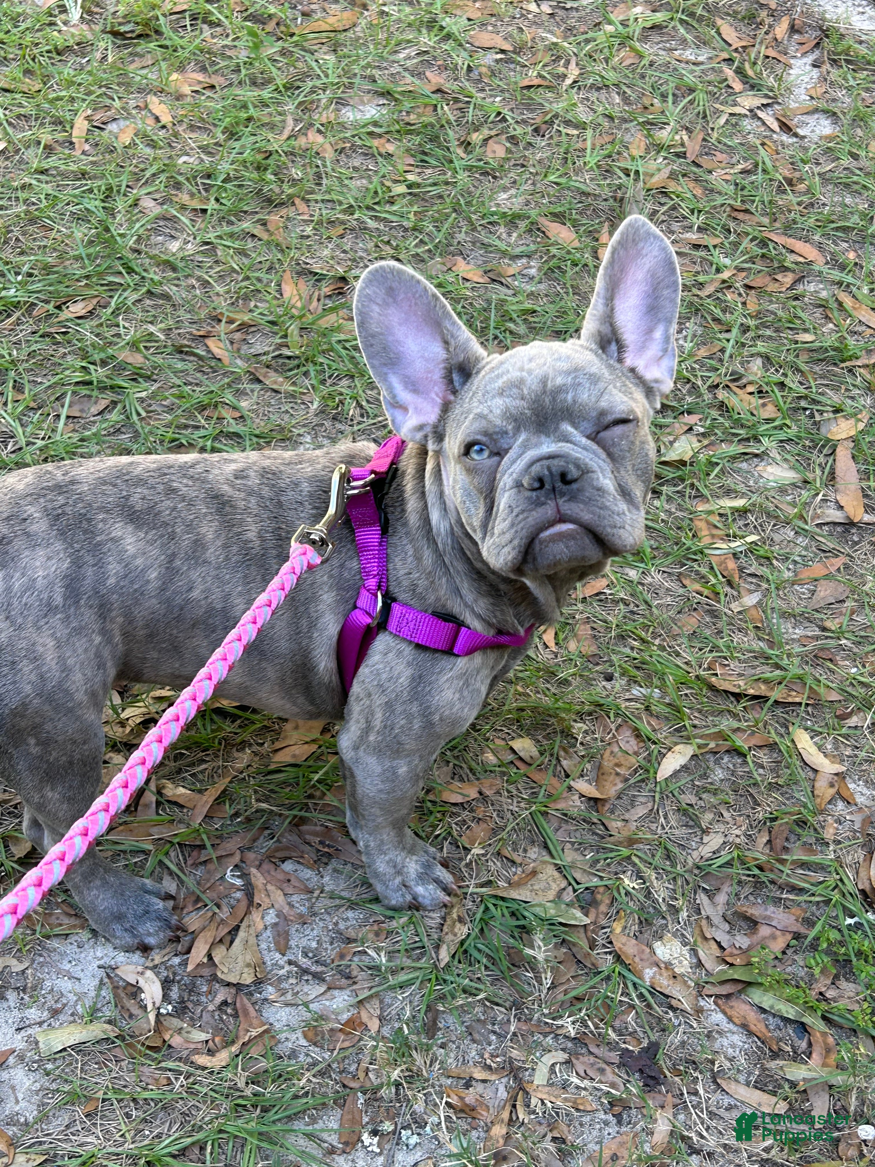 French Bulldog dogs Sadie  - Ad 36