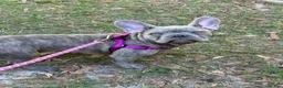 French Bulldog dogs for sale: Sadie  - Ad 1