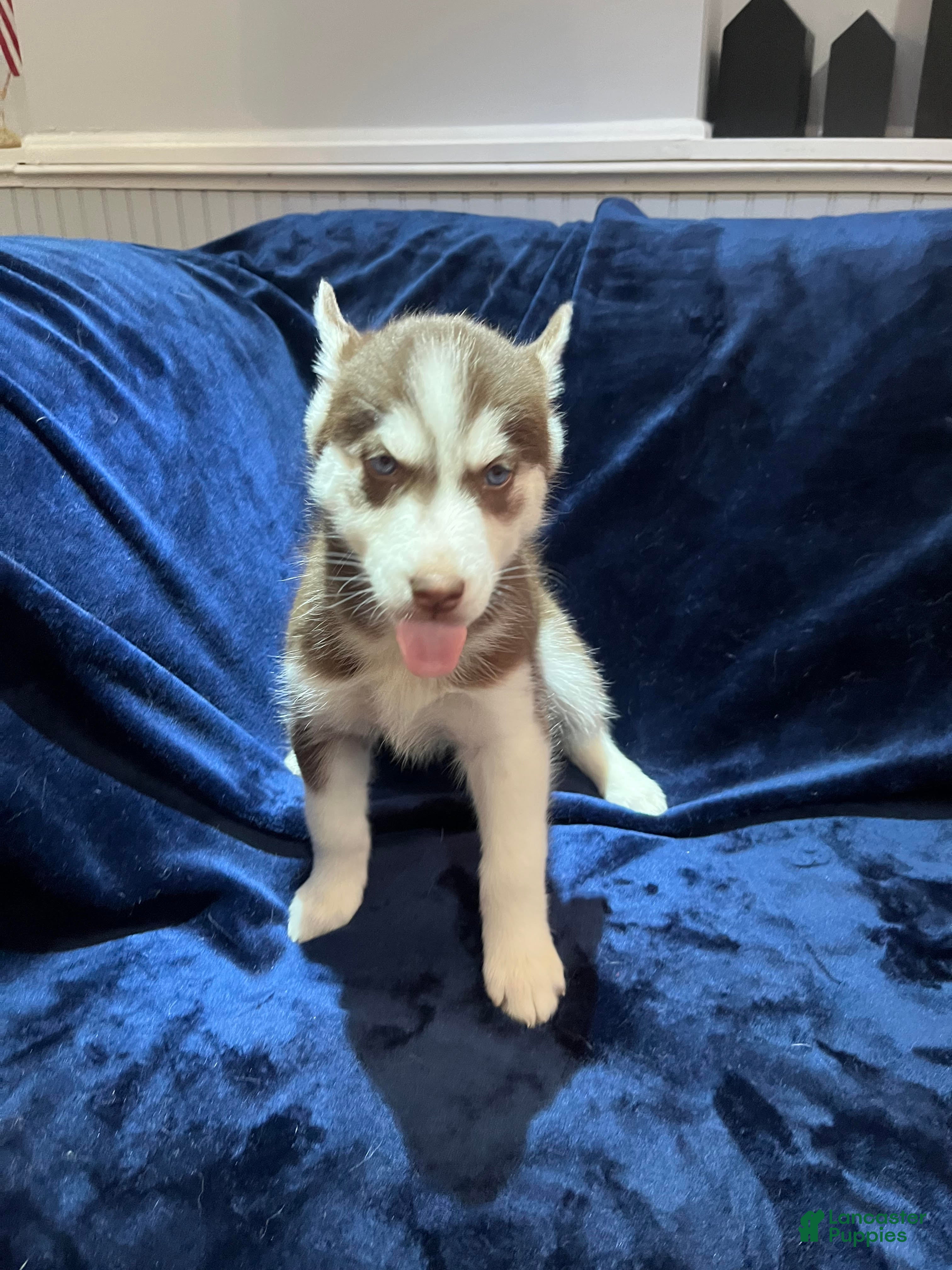 Siberian Husky dogs Daisy - Ad 1