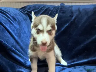 Siberian Husky dogs for sale: Daisy - Ad 3