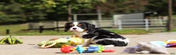 Cavalier King Charles Spaniel dogs for sale: Kaylee - Ad 7