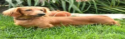 Miniature Dachshund dogs for sale: Ulysses - Ad 7